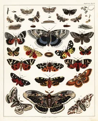 Varietà di farfalle, falene, ecc.
