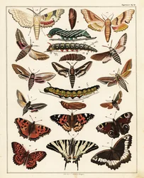 Varietà di farfalle, falene, ecc.
