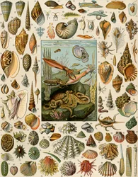 Varietà di molluschi, con capesante, vongole, conchiglie, lumache e calamari. Litografia del XIX secolo