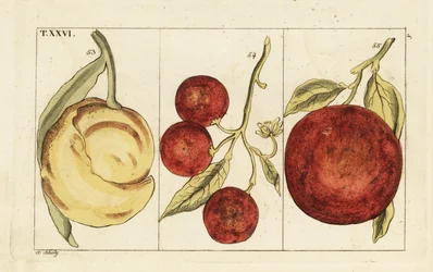 Varietà di arance