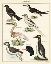 Varietà di uccelli marini, 1841 (litografia)