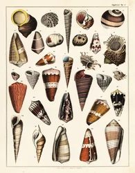 Varietà di conchiglie, molluschi (litografia)