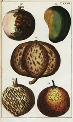 Varietà di frutti tropicali