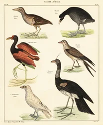 Varietà di uccelli acquatici, 1841 (litografia)