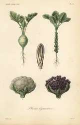 Verdure