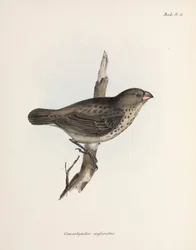 Fringuello vegetariano, Isole Galapagos, c 1832-1836