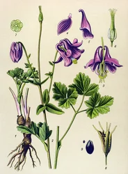 Pianta velenosa: Aquilegia comune (Aquilegia vulgaris)