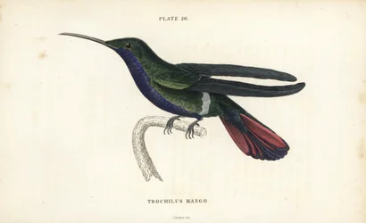 Mango di Veragua, Anthracothorax veraguensis. Incisione a mano colorata da William Lizars dal libro di Sir William Jardine