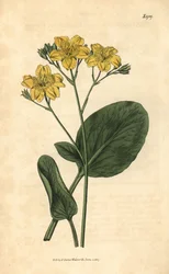 Villardie - Villarsia ovata (Fagiolo di palude a foglie ovali, Menyanthes ovata). Incisione botanica a mano colorata dal Curtis