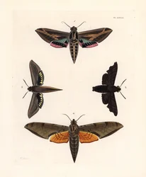 Sfinge della vite, Eummorpha vitis 1, sfinge mesta, Enyo lugubris 2, sfinge tersa, Xylophanes tersa 3, e sfinge striata, Proambulyx strigilis 4. Litografia a mano colorata da John O. Westwood