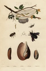 Voluta, scarabeo, ape carpentiere e falena
