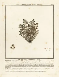 Ruta muraria, Asplenium ruta-muraria