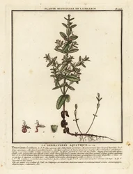 Scordio acquatico, Teucrium scordium