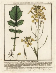 Rucola acquatica, Erucastrum nasturtiifolium