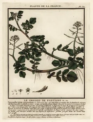 Nasturtium officinale