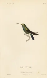 Colibrì di Wed o Neuwied, Trochilus cyanogenys o Ornismya wiedii. Incisione in acciaio colorata a mano di Coutant da un