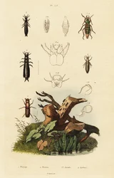 Punteruolo e coleotteri terricoli