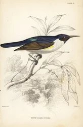Nettarinia dal dorso viola occidentale, Anthreptes longuemarei (Nettarinia dal corpo bianco, Anthreptes leucosoma). Incisione su acciaio colorata a mano di William Lizars su disegno di William Swainson dalla Naturalist