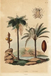 Pidocchio della balena, Cyamus ovalis 1, felce arborea delle Indie Occidentali, Cyathea arborea 2, e palma del sago giapponese, Cycas revoluta 3-5