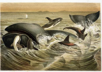 Balene e orche, illustrate a colori da W. Kuhnert in "Vita degli Animali" di A. E. Brehm, edizione del 1893