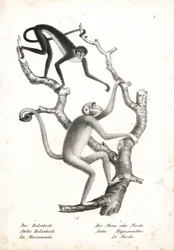 Scimmia ragno dal ventre bianco, Ateles belzebuth (in pericolo), e muriqui del nord, Brachyteles hypoxanthus (Ateles hypoxanthus), in pericolo critico. Litografia di Karl Joseph Brodtmann da Storia naturale illustrata degli animali di Heinrich Rudolf Schin