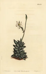 Anacampseros bianco, Anacampseros arachnoides