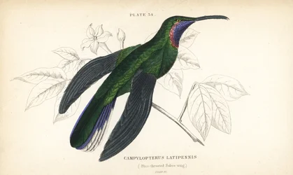 Colibrì sciabola codabianca, Campylopterus ensipennis (colibrì sciabola golablu, Trochilus latipennis). Incisione su acciaio colorata a mano di William Lizars dalla «Naturalist