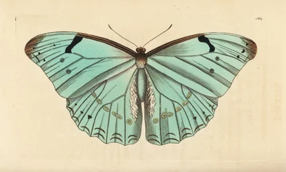 Morpho bianco, Morpho laertes