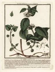 Ortica bianca, Lamium album