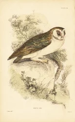 Civetta bianca o barbagianni, Tyto alba, posata su una roccia. 1889 (incisione)