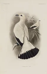 Piccione bianco