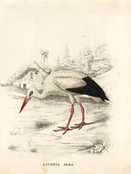 Cicogna bianca, Ciconia ciconia (Ciconia alba). Incisione su acciaio colorata a mano dalla 