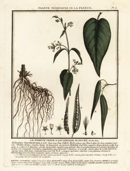 Vincetossico bianco, Vincetoxicum hirundinaria