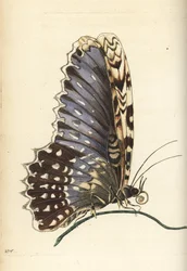 Falena strega bianca, Thysania agrippina (farfalla Agrippina, Phalaena agrippina)