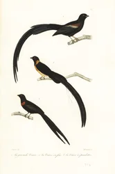 Uccelli vedova e vedova nera