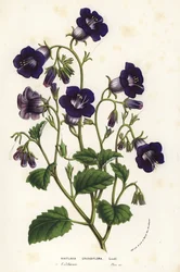 Campanule selvatiche di Canterbury, Phacelia minor (Whitlavia grandiflora). Litografia a mano colorata da Louis van Houtte e Charles Lemaire