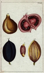 Mandorla selvatica, calaba e noce