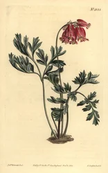 Cuore sanguinante selvatico, Dicentra formosa