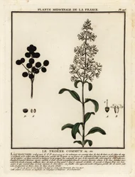 Ligustro selvatico, Ligustrum vulgare