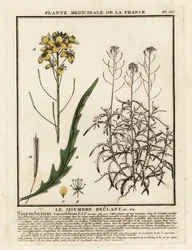 Diplotaxis tenuifolia