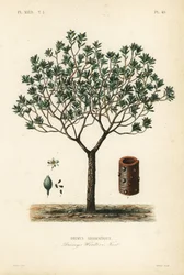 Corteccia di Drimys, Drimys winteri