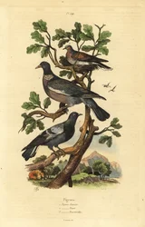 Piccione selvatico, Columba palumbus, piccione comune, Columba livia, e tortora, Streptopelia risoria