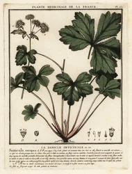 Sanicula europaea