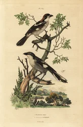 Averla capirossa, Lanius senator, e averla meridionale, Lanius meridionalis
