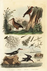 Beccaccia, Scolopax rusticola, crociere, Loxia curvirostra, e becco a forbice nero, Rynchops niger, beccaccia, crociere e becco a forbice