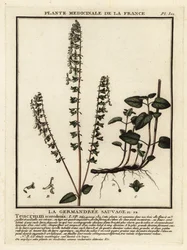 Teucrium scorodonia