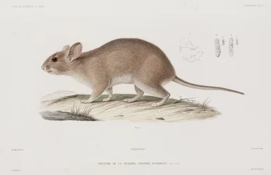 Ratto dei boschi, USA