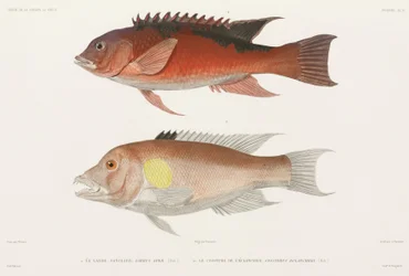 Labridae