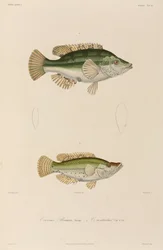 Labridae, Mar Nero