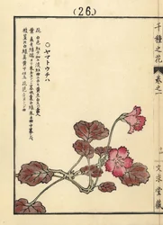 Yamato uchiwa o iwakagami, Schizocodon soldanelloides, pianta alpina giapponese